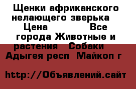 Щенки африканского нелающего зверька  › Цена ­ 35 000 - Все города Животные и растения » Собаки   . Адыгея респ.,Майкоп г.